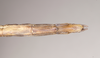 CollectionObject 1561924; NHMUK(SF IMPORT DUPLICATE) 844827, bc8db473-e88c-473e-8bf4-53f35d8c9888: copyright Natural History Museum, London. female: end of abdomen, ventral view of Necroscia atricoxis (holotype). (CollectionObject).