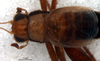 CollectionObject 1580115; 7eab2c46-da06-47a2-9152-d712abe3c5fb: male, head and thorax, dorsal view (paratype). (CollectionObject).