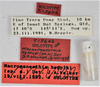 CollectionObject 1618718; 951ec3a7-87c2-46cf-980f-5f2e81e20d72: (CollectionObject).