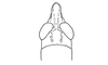 Leticiacris amazonica Amédégnato & Descamps, 1978: Fig. 60. female head, dorsal view. (Otu).