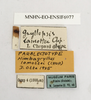 CollectionObject 1588096; 097dd9cf-8a34-42a1-8757-4ccff354bdfa, MNHN-EO-ENSIF6977: labels (paralectotype). (CollectionObject).