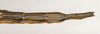 CollectionObject 1556989; 6f332655-c928-4699-b505-6cc10e1f1bb1: copyright St. Petersburg. female: end of abdomen, dorsal view (syntype). (CollectionObject).