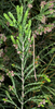 Phalces brevis (Burmeister, 1838): male (Constantianek, Western Cape Province). (Otu).
