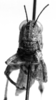 CollectionObject 1533815; c62716a0-a598-4d53-87e9-d7258ae957ff: Image Carbonell, C.S. female, frontal view (paratype). (CollectionObject).