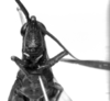 CollectionObject 1521522; 0bf30b91-8f5e-4d2d-9cad-aacd66faa96c: Image Carbonell, C.S. female, frontal view (holotype). (CollectionObject).