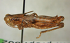 Melanoplus cedarense Otte, 2012: male, lateral view. (Otu).
