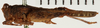 CollectionObject 1572902; NHRS NRM-ORTH 13120, 951c4d78-65db-4bb8-86f3-53ab3066d1e9: female, lateral view (not personatus). (CollectionObject).