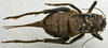 CollectionObject 1535951; 4f0136ba-4a1d-4ee6-a4cb-e0591d687134: female, dorsal view. (CollectionObject).