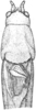 Hyperphrona signata Rehn, 1907: Fig. 15 (after type). male, head, pronotum and stridulatory apparatus, dorsal view. (Otu).