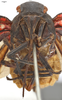 Head: !! display not done !! on Zeunasa irrorata (Blanchard, 1846): (Observation).