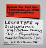 CollectionObject 1531108; 5aca752a-2f6d-4d2c-8f5e-af3ead3a4e04: juvenile female, labels (lectotype of Dictyophorus papillosus). (CollectionObject).