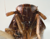 Head: !! display not done !! on Pissonotus nigriculus Morgan & Beamer, 1949: (Observation).