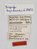 CollectionObject 1528788; 1f1ddd62-7b7b-4702-99b8-14122e6393e8: labels (holotype). (CollectionObject).