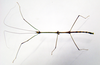CollectionObject 1573579; 13639a7a-f150-456d-bbce-71eb5b223c01: copyright MEFLG Colombia. male, dorsal view (paratype). (CollectionObject).