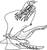 Pygofer, lateral view on Falcitettix (Falcitettix) guttiger (Kusnezov, 1929): as Mocuellus minor. (Observation).