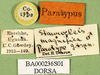 CollectionObject 1502326; 85a7f5a4-92a1-42e2-9296-7dfbc3f2c5a7: labels (paratype). (CollectionObject).