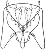 Subgenital plate: !! display not done !! on Scaphytopius angustatus (Osborn, 1905): genital capsule, ventrally. (Observation).