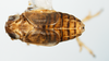 Habitus, dorsal view: !! display not done !! on Nothodelphax lineatipes (Van Duzee, 1897): (Observation).