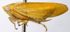 Habitus, lateral view: !! display not done !! on Acostemma Signoret, 1860: Acostemma stilleri, laterally (INHS). (Observation).
