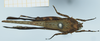 CollectionObject 1585495; 44914a45-011d-4287-b6b7-c4255d68a1c2: male, dorsal view. (CollectionObject).