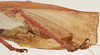 CollectionObject 1564313; 308d398d-dacf-48c7-aa62-8ce55f2c3ec5: female ovipositor (syntype). (CollectionObject).