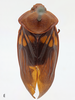 Habitus, dorsal view: !! display not done !! on Suracarta tricolor (Le Peletier & Audinet-Serville, 1828): (Observation).