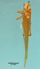 CollectionObject 1542958; 5e6e38e5-413d-47b3-b363-31bd6868ff27: male, body dorsal view (paratype). (CollectionObject).