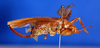 CollectionObject 1505585; 13a0af7f-2aa3-4dc0-8acd-b2b692019c4f: female, lateral view (holotype). (CollectionObject).