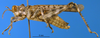 CollectionObject 1505371; bb6e7dbb-0a04-428e-8c6f-3803ae6de608: holotype. male, lateral view. (CollectionObject).