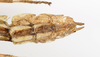 CollectionObject 1590156; 699aa1cd-42d0-458b-9b6f-03bfe16681b0: copyright Oskar Conle. female: end of abdomen, ventral view (paratype). (CollectionObject).;CollectionObject 1590157; 3fd27e98-576d-4f90-8350-dafc688c13bc: copyright Oskar Conle. female: end of abdomen, ventral view (paratype). (CollectionObject).