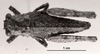 CollectionObject 1523829; f39ff2ac-a744-43d9-a0fc-41f8b0922417: Image C.S. Carbonell. female, dorsal view (holotype). (CollectionObject).