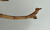 CollectionObject 1558057; d5c4f1ba-3460-4fd3-a166-fc7df23d03dd: copyright USNM, Washington. (CollectionObject).