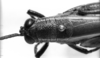 CollectionObject 1521481; 92fb8050-c3b7-4b9d-b41d-a9f9bbf27bb4: Image Carbonell, C.S. female head and pronotum, dorsal view (holotype). (CollectionObject).