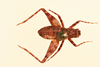 CollectionObject 1518346; 6ce964a4-e5d8-42ae-9806-88e356ba9d30, NHMUK015982447: female, dorsal view (holotype). (CollectionObject).