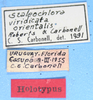 CollectionObject 1521116; 347a4293-a176-4120-942f-c57131012f61: labels (holotype). (CollectionObject).