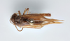 CollectionObject 2765710; CNCI 311958, 4b2094a3-9c36-45e7-b246-af088bee92c9: Eunemobius carolinus carolinus. Dorsal view. (CollectionObject).