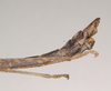 CollectionObject 1559487; NHMUK(SF IMPORT DUPLICATE) 844641, 811fb9f4-dfcf-4168-a10d-a1c7d39c3d64: copyright Natural History Museum, London. male: end of addomen, lateral view (paratype). (CollectionObject).