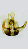 Aedeagus, ventral view on Cuerna xyla Hamilton, 1970 now Cuerna alpina Oman & Beamer, 1944: Aedeagus in caudal aspect (holotype of <i>C. xyla</i> Hamilton). <br>Canada, Saskatchewan, Elbow, CNC.<br> Photo: S. Krishnankutty. (Observation).