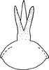 Aedeagus, ventral view on Arboridia (Arboridia) simillima (Wagner, 1939): Aedeagus, ventral view. (Observation).