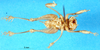 CollectionObject 1500216; fd4d5b90-ec38-47db-878d-60eb570bd3cf: female, ventral view (lectotype). (CollectionObject).