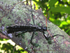CollectionObject 1563601; 0c0ecf43-f7c5-4fc0-a2ed-266628527e04: copyright Mikhail Berezin. female (paratype), in nature. (CollectionObject).;CollectionObject 1563602; eba09e85-baf6-467e-a0b8-16682d25d996: copyright Mikhail Berezin. female (paratype), in nature. (CollectionObject).