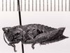 CollectionObject 1525612; 1570a0da-b1d8-481c-ae87-491e7bd21cba: female, lateral view (holotype). (CollectionObject).