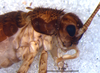 CollectionObject 1527841; 01c0737f-5844-48b8-a9a5-66eadbd7137d: male, head and pronotum, lateral view (holotype). (CollectionObject).