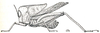 Phyllochoreia unicolor Westwood, 1839: Fig. 2 (type of ramakrsihnai). male habitus (body length 13 mm, pronotum 9 mm). (Otu).