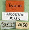 CollectionObject 1501182; 63ab444e-972b-4266-b67c-79a4e0055edd: labels (lectotype). (CollectionObject).