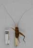 CollectionObject 1612985; 2d06b4a9-6653-4f9c-859c-8cb6d3735b2c: dorsal view (syntype of Gryllus pustulipes). (CollectionObject).