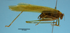 CollectionObject 1542795; 430ff9a0-43af-4df9-b3ad-94d4b02f93a5: male, body lateral view (holotype of Zenirella acreana). (CollectionObject).