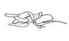 Nadiacris metallica Descamps & Amédégnato, 1972: Fig. 65. endophallus, lateral view. (Otu).