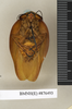 CollectionObject 1573115; b0cafb94-544a-4216-980f-e5d6a3b33cab: Copyright Natural History Museum, London. Non-type (adult male) in BM(NH). Ventral view. (CollectionObject).