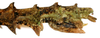 CollectionObject 1578596; RBINS IG: 32700'''', 98635096-b65c-4571-8d64-116af0755133: copyright ISNB, Brussels. female: end of abdomen, lateral view (paratype). (CollectionObject).